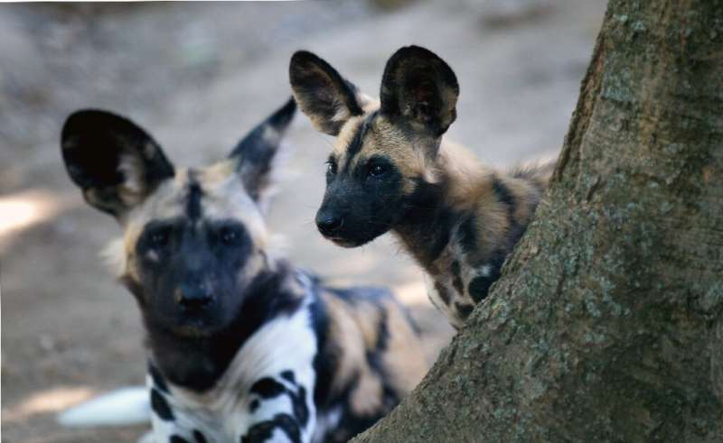 The African painted dog is on the International Union for Conservation of Nature (IUCN) red list of endangered species