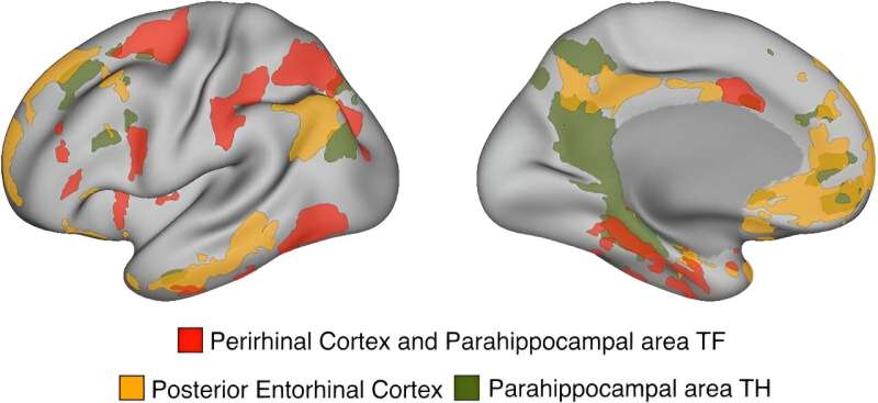 A anatomia da memória: novas redes mnemômicas descobertas no cérebro