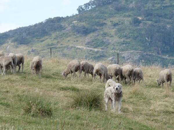 La antigua práctica de los perros guardianes del ganado tiene mucho éxito en las granjas australianas en la actualidad.
