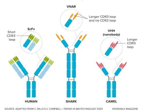 The antibodies from camels and sharks that could change medicine