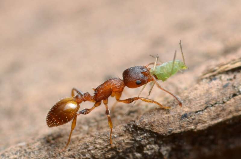 The ants go marching … methodically