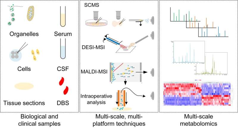 The application of metabolomics based on mass spectrometry offers profound insights into the intricate interplay between health and diseases, unraveling metabolic processes spanning from subcellular organelles to complex tissues