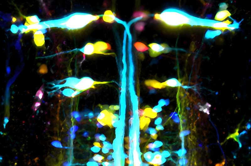 The art of wandering in vertebrates: new mapping of neurons involved in locomotion