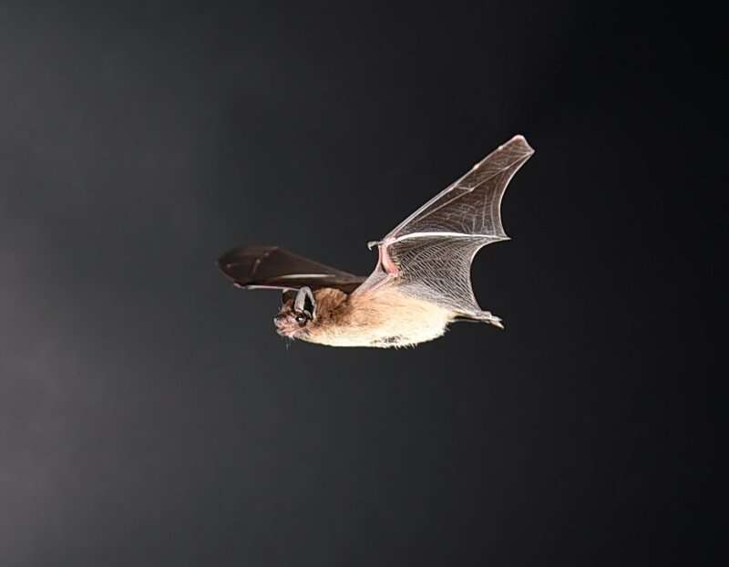 The bat's ability to convert energy into muscle power is affected by flight speed