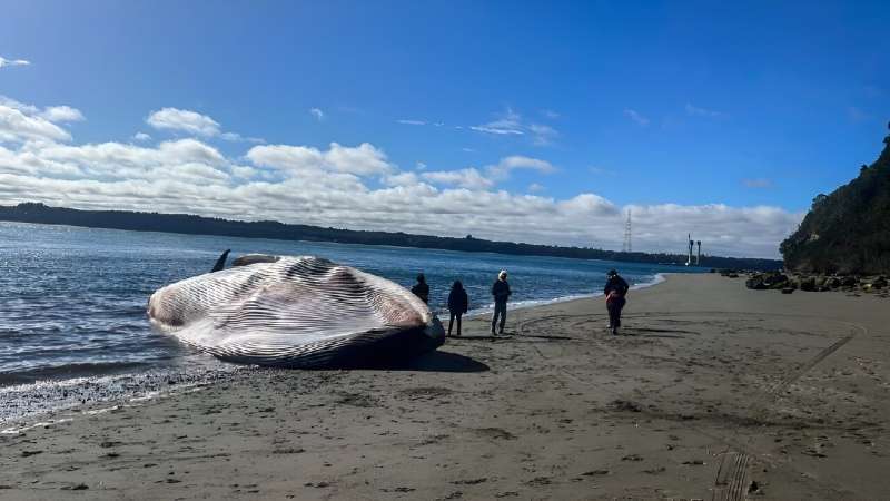 The blue whale washed up on a beach in Ancud, on Chiloe island in southern Chile, on August 5, 2023