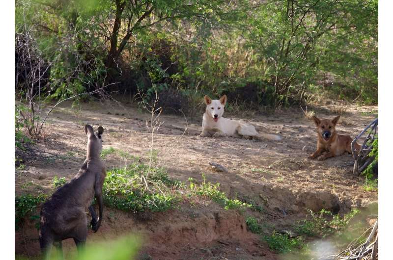 'The boss of Country', not wild dogs to kill: living with dingoes can unite communities