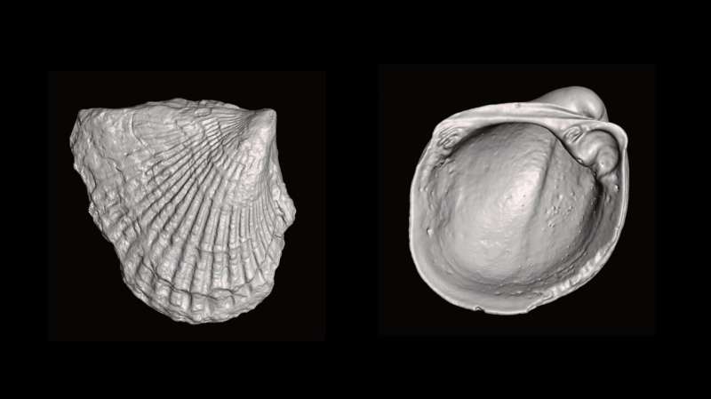 The clams that fell behind, and what they can tell us about evolution and extinction