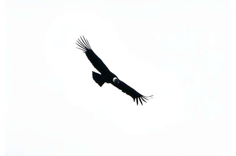 The condor has a wingspan that can reach up to three-metres, tipped by fingerlike feathers