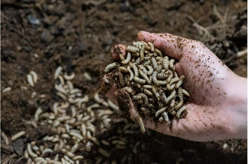The Costa Rican company ProNuvo is turning fly larvae like these into protein for animal feed