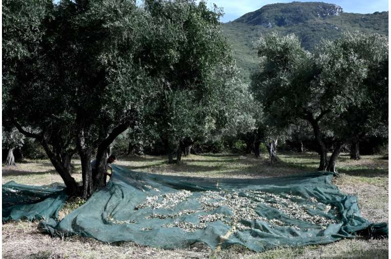 The cut in production has affected not just Sabina, but most of the central and northern regions of Italy, the world's second-largest producer of olive oil after Spain.