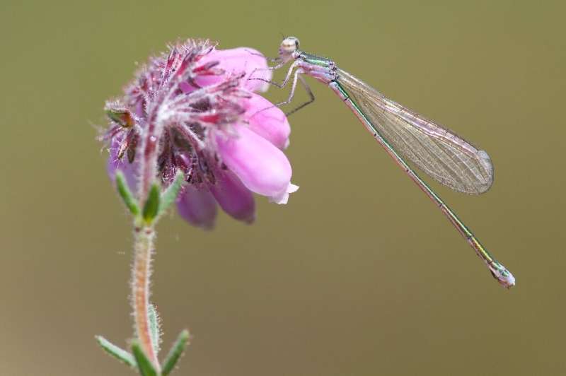 The damselfly hasn't been seen in France for years