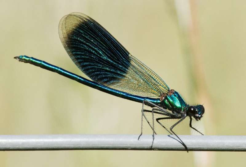 The damselfly's very presence is 'a wonderful indicator of the health of wetlands'