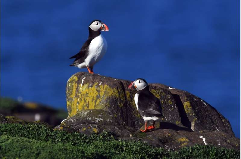 The decline in numbers of the North Atlantic Puffin has sparked widespread concern