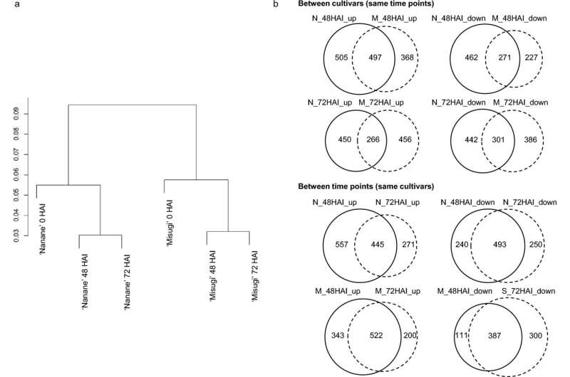 The Discovery of Differences in Gene Expression Between White Rust Resistant and Susceptible Cultivars in Brassica rapa L