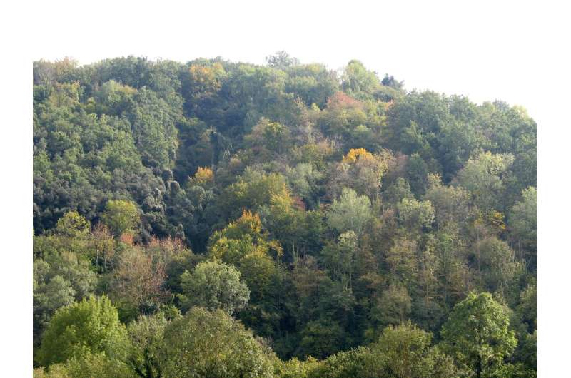 The diversity of present tree species is shaped by climate change in the last 21,000 years