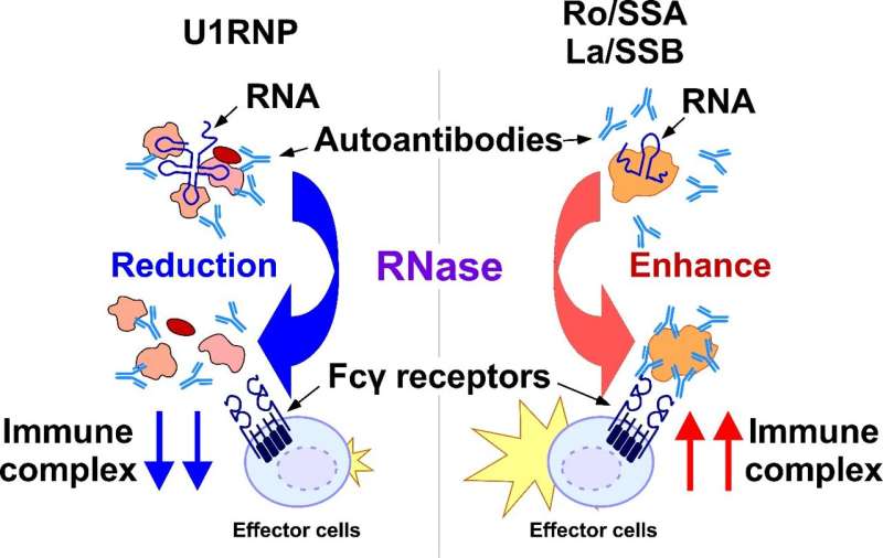 The double face of RNase as a treatment for systemic autoimmune diseases