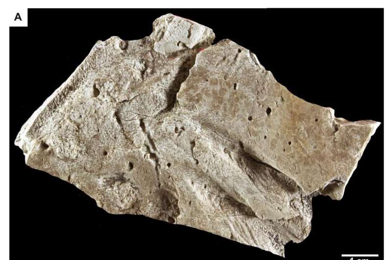 The earliest deep-sea vertebrates revealed by unusual trace fossils