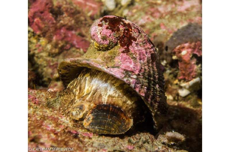 The edible sea snail will now have its entire genome decoded to benefit science and humanity