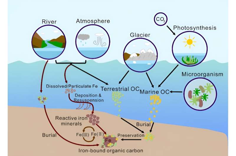 The effect of iron on the preservation of organic carbon in marine sediments and its implications for carbon sequestration