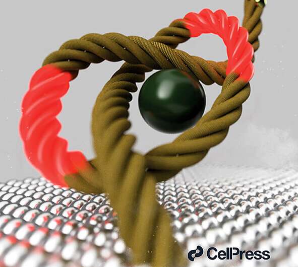 The effects of tightening a molecular knot