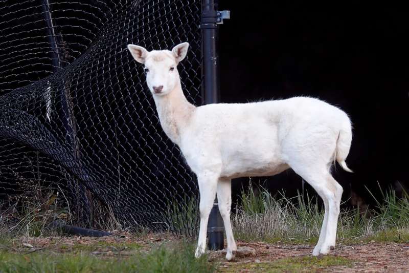 The end of an era: The long, lonely days of Mount Madonna’s last white deer