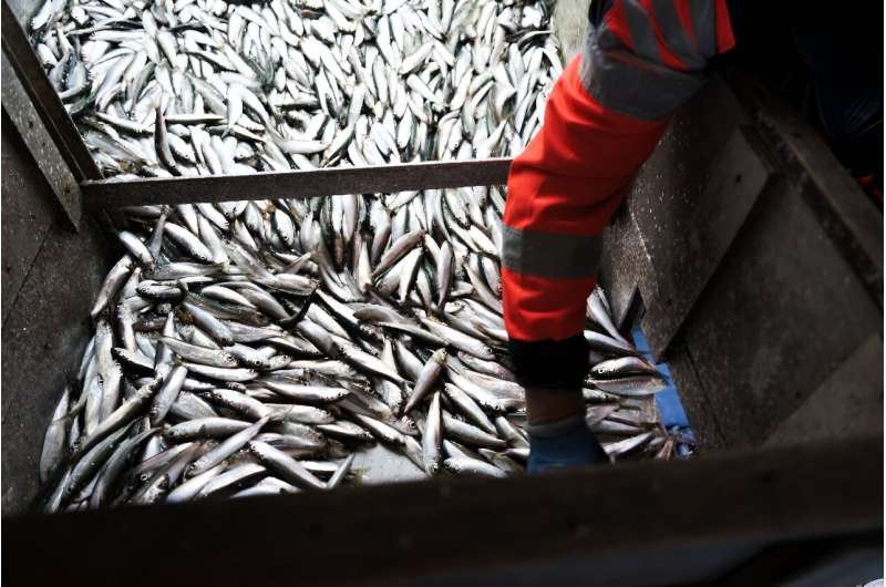The EU is cutting herring quotas in the Baltic Sea by nearly a half