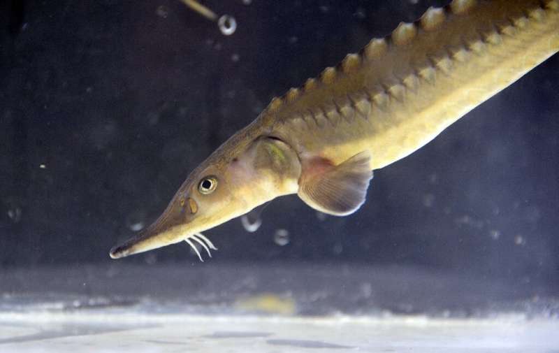 The European sturgeon is one of the fish species declared to have disappeared entirely from Swiss waters