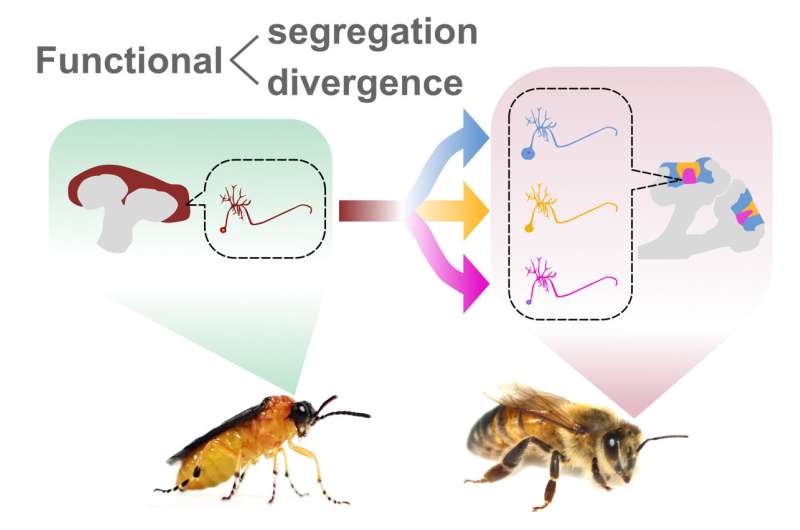 La evolución de los cerebros de las abejas melíferas