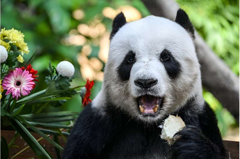 The female pandas are the offspring of Xing Xing and Liang Liang, animals China loaned to Malaysia in 2014