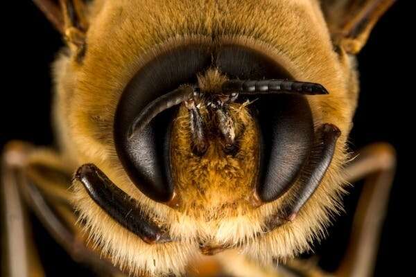 El vuelo salvaje bajo el radar: por qué necesitamos repensar las abejas europeas