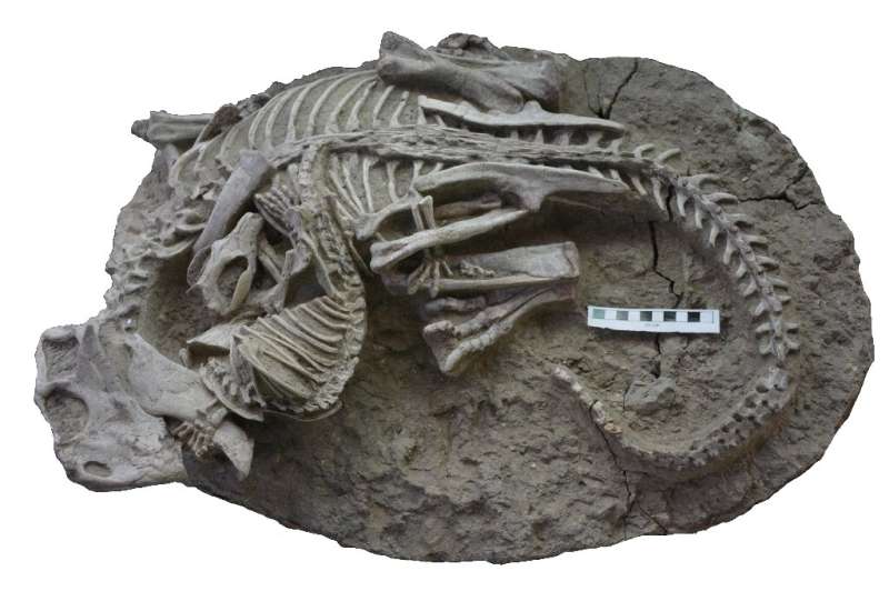 The fight scene, preserved in a fossil discovered in China, suggests that small mammals preyed on the dinosaurs that ruled Earth