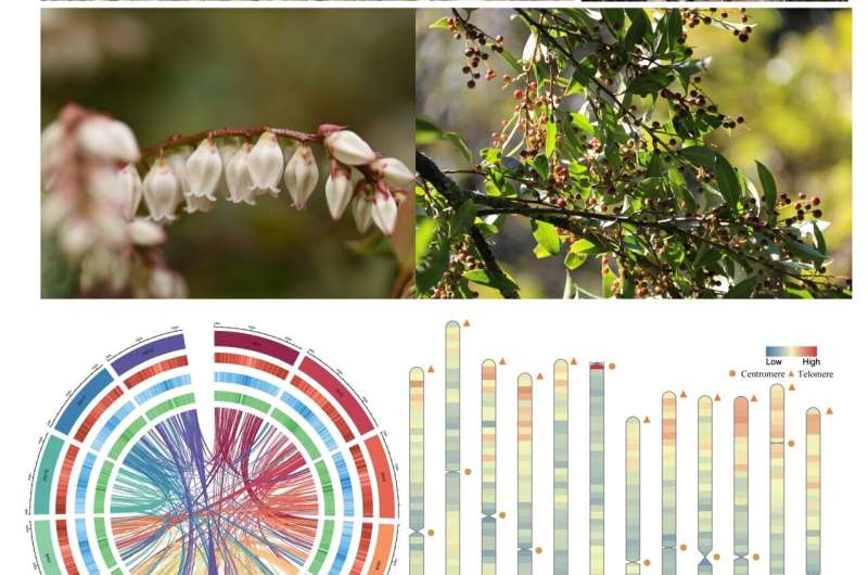 The first report on telomere-to-telomere gap-free reference genome of wild blueberry (Vaccinium duclouxii)