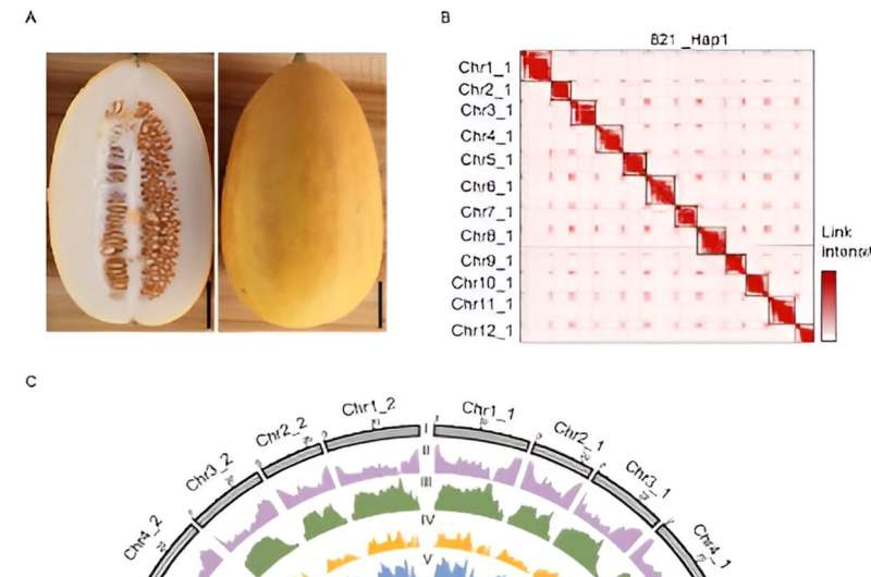 El primer genoma T2T de melón semisalvaje ensamblado por el Instituto de Investigación de Frutas de Zhengzhou, la Academia China de Ciencias Agrícolas y la Universidad Agrícola de China