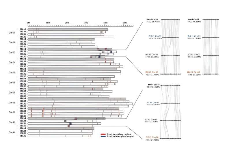 The first telomere-to-telomere haplotype-resolved reference genome of triploid banana