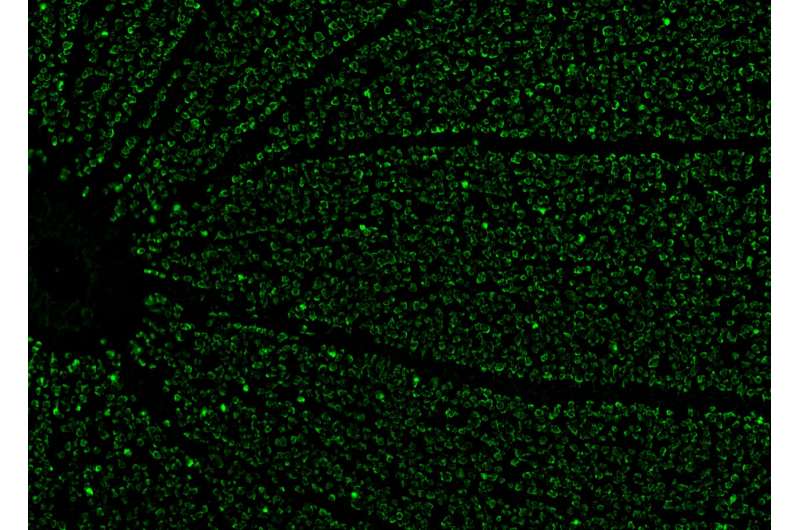 A organização funcional das células na retina é moldada por ambientes panorâmicos naturais
