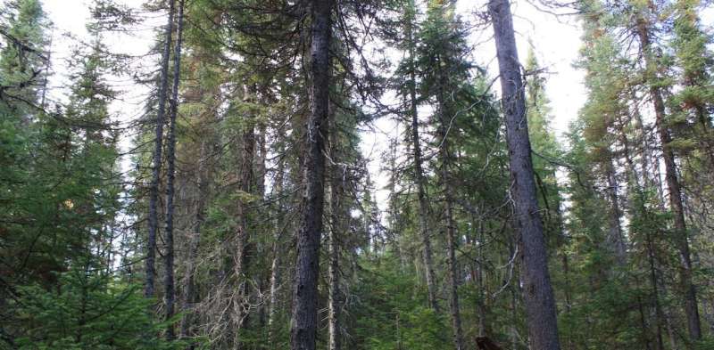 The future is uncertain for our last old-growth boreal forests