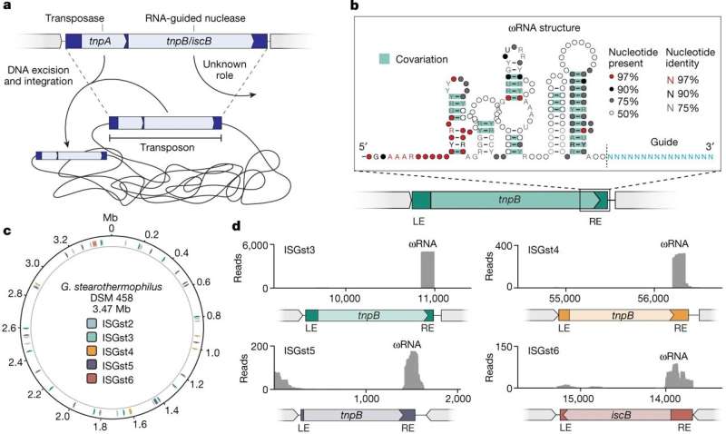 The Genesis of CRISPR's Molecular Scissors