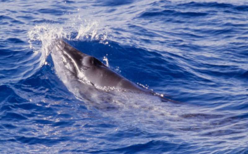 The genome of the smallest baleen whale provides insight into evolution and tumor resistance