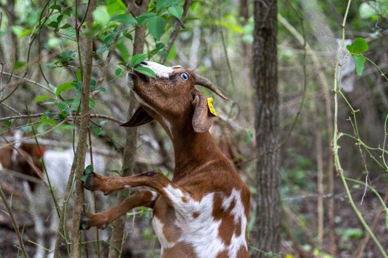 The goats are a carbon-emissions free solution to the problem of landscaping in tough to reach areas, or places where herbicides