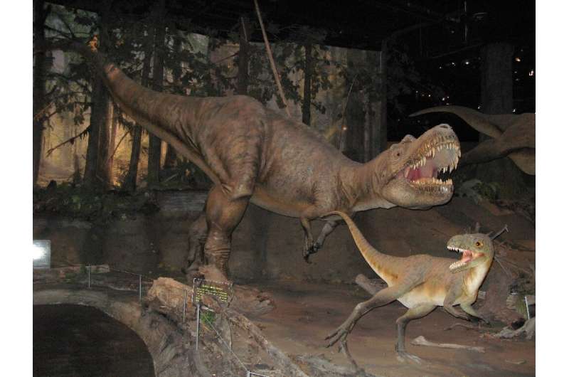The Gorgosaurus is a member of the tyrannosaurid family that also includes the T-Rex