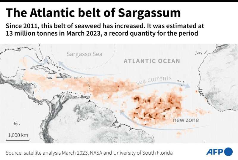 The Great Atlantic Sargassum Belt
