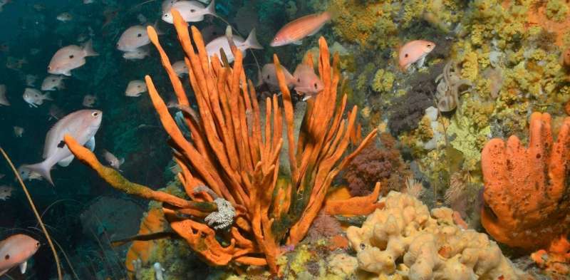 The Great Southern Reef is in more trouble than the Great Barrier Reef