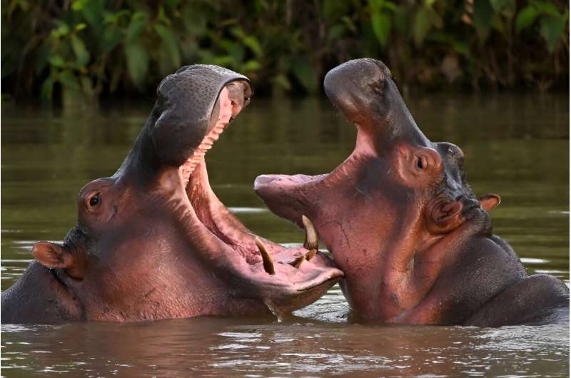 The hippos are descendants of a small herd introduced by drug kingpin Pablo Escobar in the 1980s