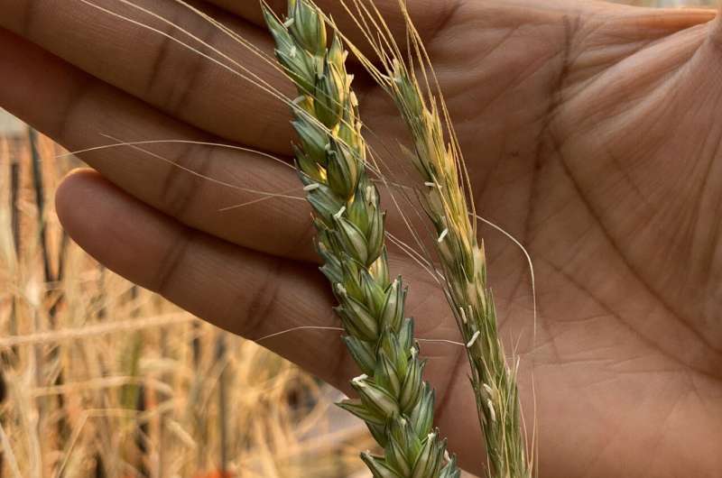 The history and future of ancient einkorn wheat Is written in its genes