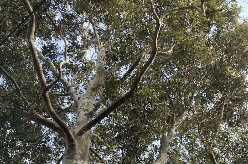 The humble spotted gum is a world class urban tree. Here's why