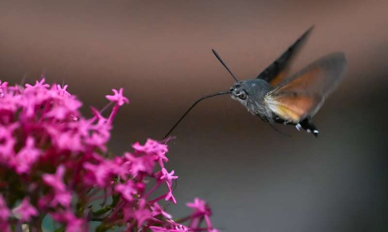 The Hummingbird Hawk-moth's distinctive flight gives it its name