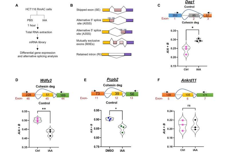 内聚蛋白突变的影响:对白血病中选择性剪接隐藏调控因子的洞察