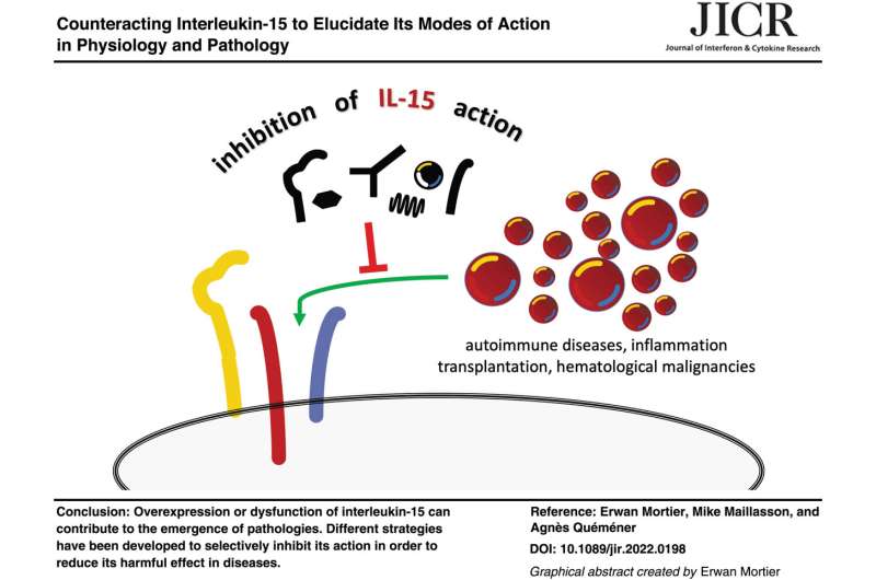 The importance of selectively targeting the mode of action of IL-15
