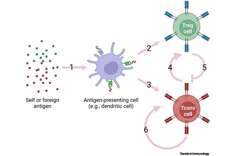 The intricate mechanism behind the immune system's ability to differentiate between self and non-self antigens