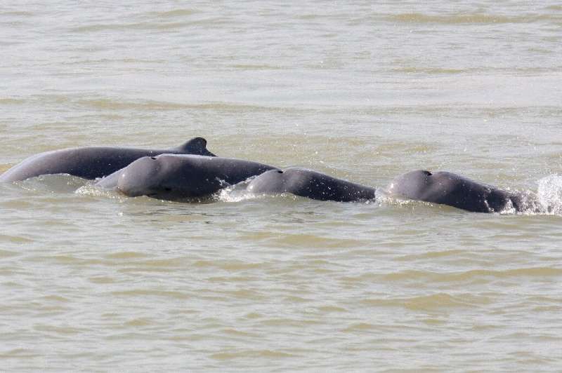 The Irrawaddy dolphins, known for their bulging foreheads and short beaks, once swam through much of the mighty Mekong